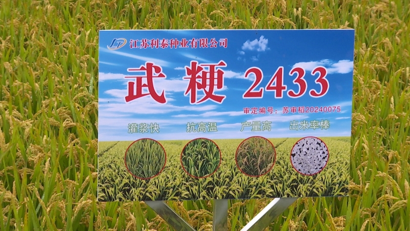 新品水稻亮相 专家农户现场“看禾选种”
